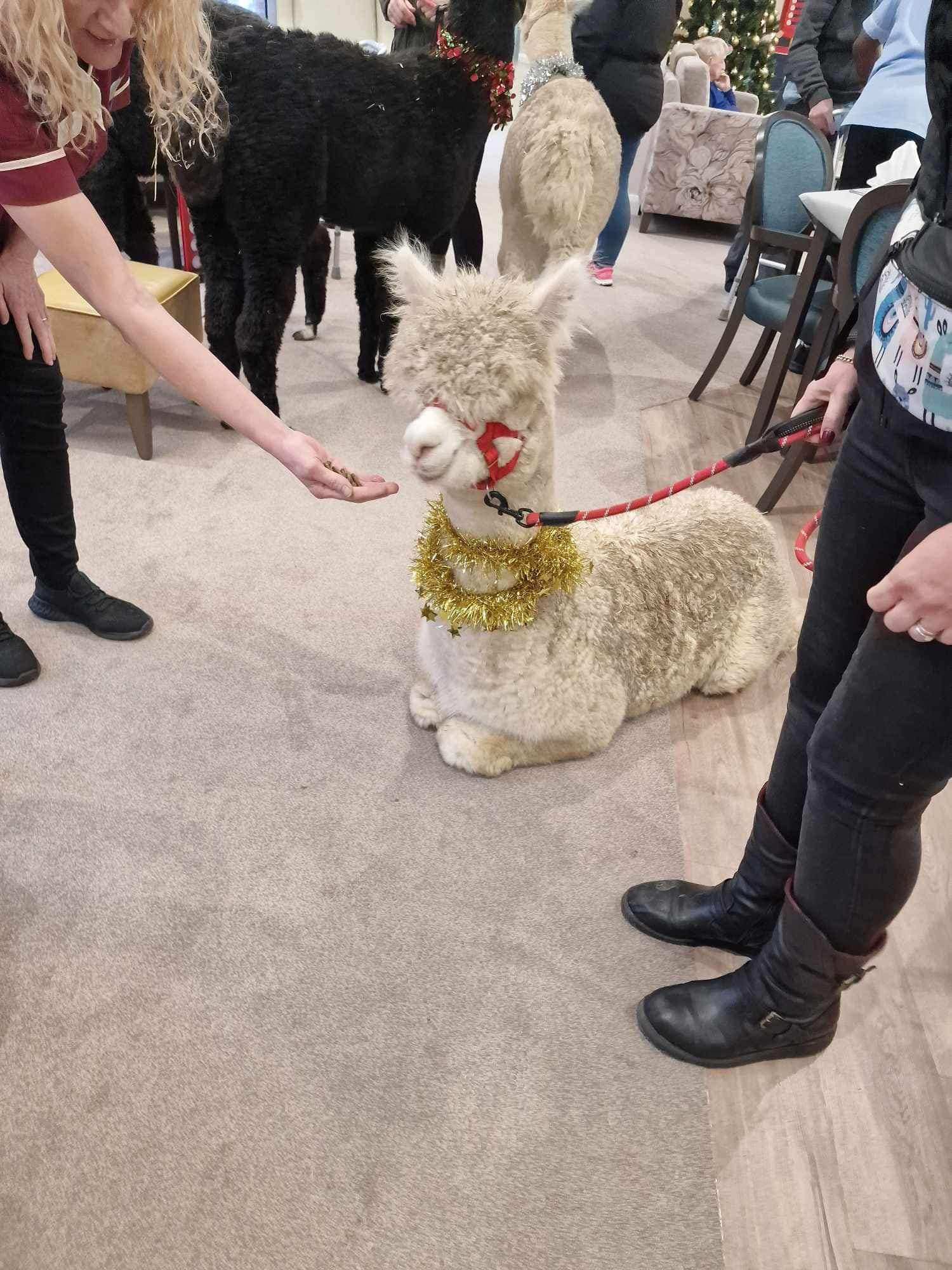 Furry Friends and Festive Cheer: Alpaca Visit at Pear Tree House for New Year